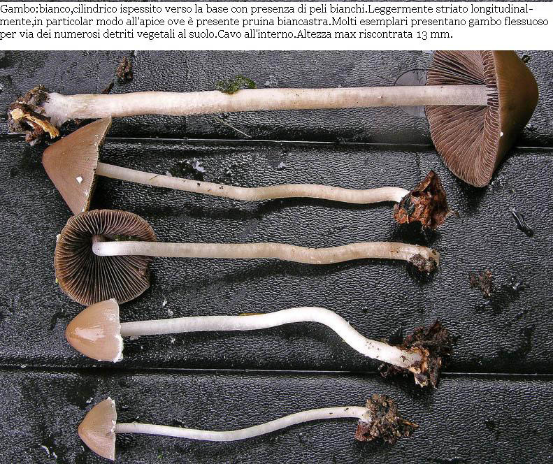 Psathyrella sp.da determinare.